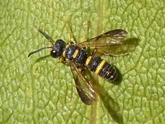Cerceris