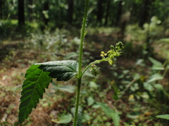 Tragia urticifolia