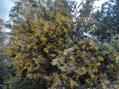 Acacia baileyana
