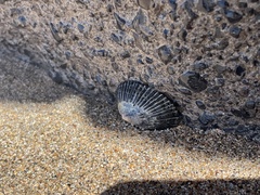 Cellana exarata