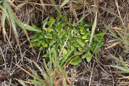 Gamochaeta argyrinea observed 2018-09-13