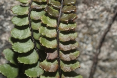 Asplenium trichomanes