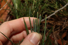 Lomandra glauca