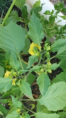 Physalis philadelphica
