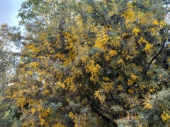 Acacia baileyana