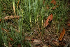 Lomandra glauca