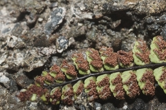 Asplenium trichomanes