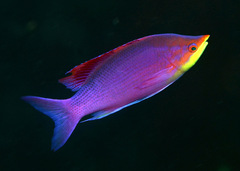 Mirolabrichthys tuka