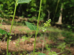 Tragia urticifolia