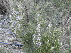 Salvia rosmarinus