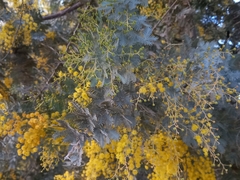 Acacia baileyana