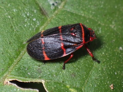 Prosapia bicincta