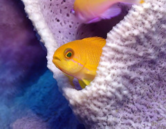 Pseudanthias huchtii