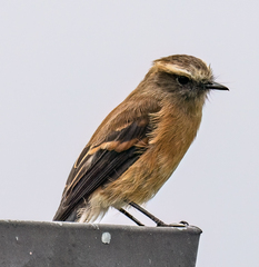 Ochthoeca fumicolor