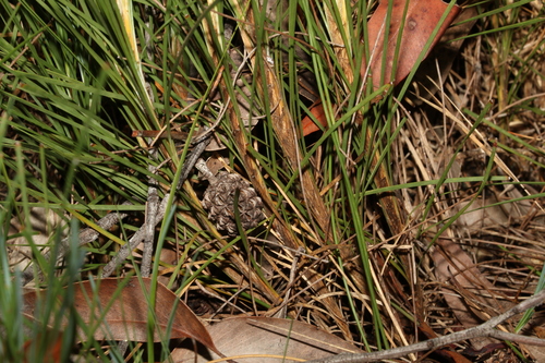 Image of Lomandra glauca by (c) Greg Tasney, some rights reserved (CC BY-SA)
