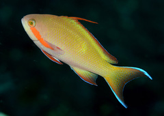 Pseudanthias huchtii