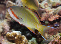 Pseudanthias huchtii