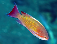 Pseudanthias huchtii
