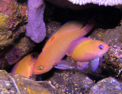 Pseudanthias hypselosoma