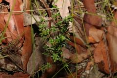 Micrantheum ericoides