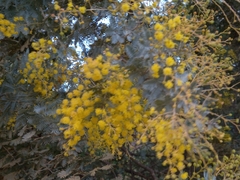 Acacia baileyana