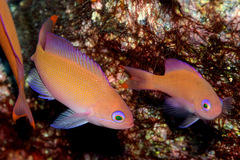 Pseudanthias hypselosoma