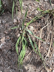 Yucca rupicola