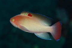 Pseudanthias hypselosoma
