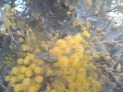 Acacia baileyana