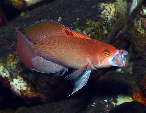 Stocky anthias (Pseudanthias hypselosoma) — Serranidae