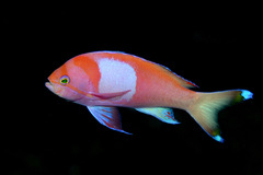 Pseudanthias pleurotaenia