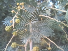 Acacia baileyana