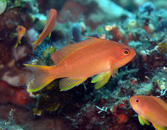 Pseudanthias squamipinnis