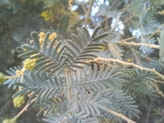 Acacia baileyana