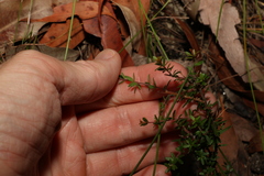 Micrantheum ericoides