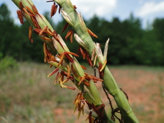 Tripsacum dactyloides