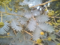 Acacia baileyana