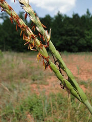 Tripsacum dactyloides