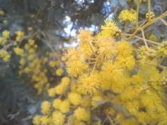 Acacia baileyana