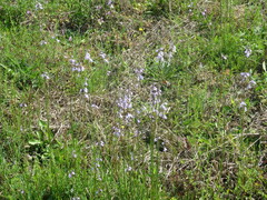 Nuttallanthus canadensis