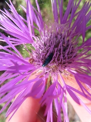 Psilothrix viridicoerulea