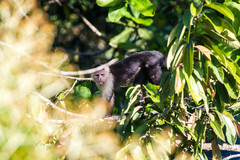 Cebus imitator