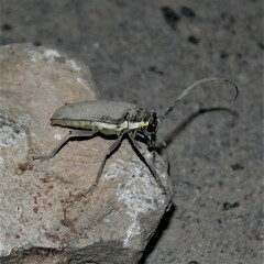 Batocera rufomaculata