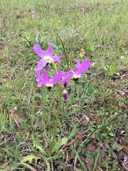Dodecatheon