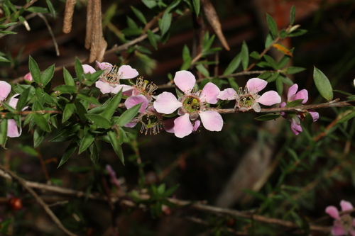 Image of Leptospermum squarrosum by (c) Greg Tasney, some rights reserved (CC BY-SA)