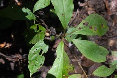 Lecythidaceae