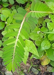 Phyllanthus niruri