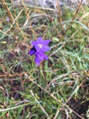 Dipterostemon capitatus