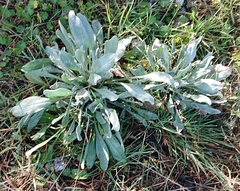 Cynoglossum cheirifolium
