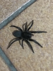 Gnaphosa nigerrima
